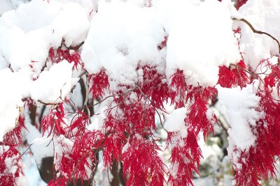 粉状的雪花在深秋中飞舞