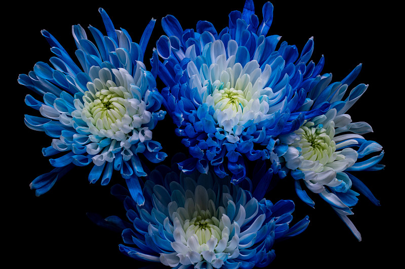花的特写