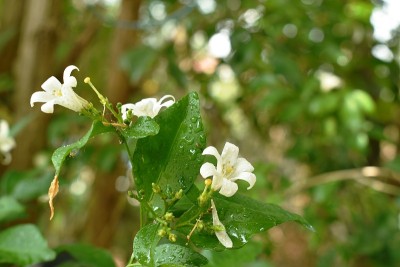 橙色的热带茉莉花与水滴盛开在花园里