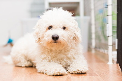 一只白色卷毛比熊犬躺在地板上