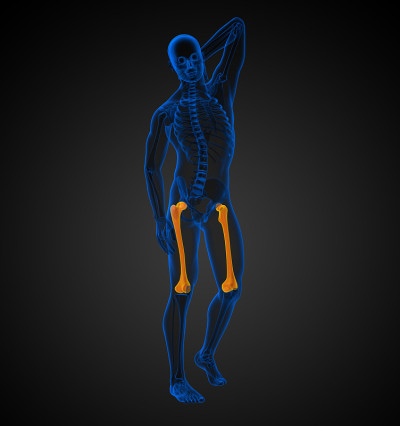 股骨的3d渲染医学插图