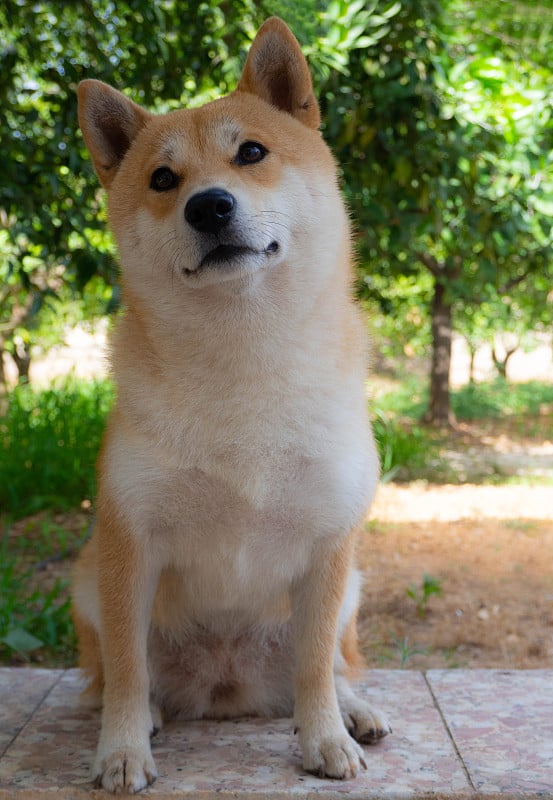 柴犬看起来像一只小狐狸