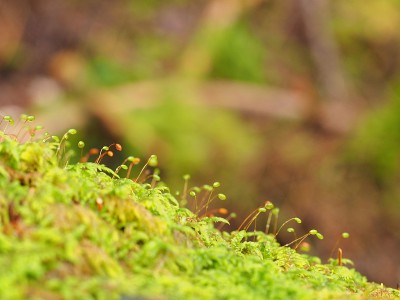 绿色苔藓的特写
