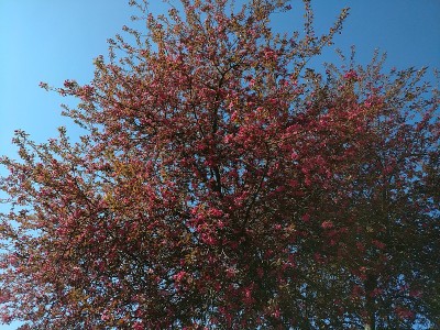 开花红果