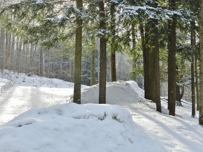 铁杉的树枝，上面有雪