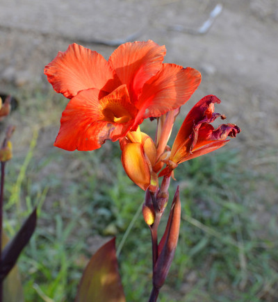 香蕉花