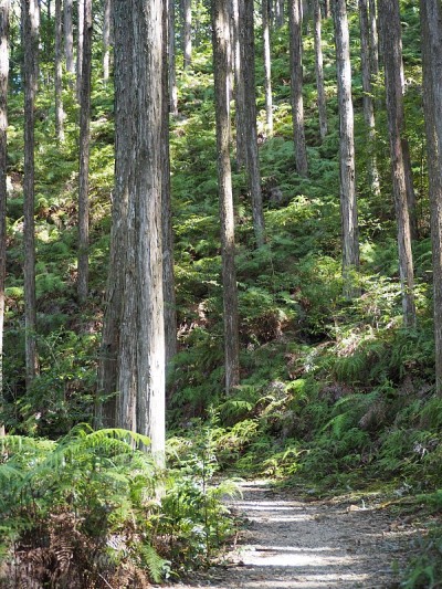 狭窄蜿蜒的山路穿过日本雪松林