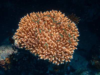 红海