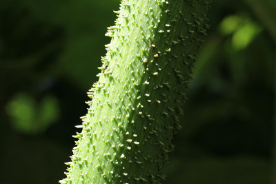 Gunnera manicata - Trebah花园-康沃尔，英格兰，英国