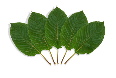 三叶草(kratom)， kratom是泰国草药，鼓励健康。在白色背景上隔离