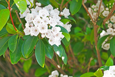 Kalmia