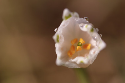 雪花花在花园里