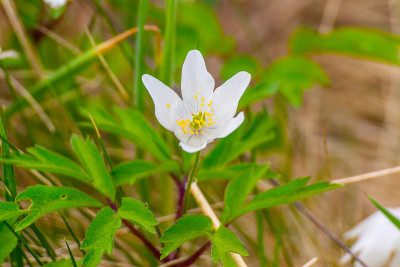 五叶银莲花