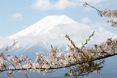 以日本富士山为背景，以樱花为前景