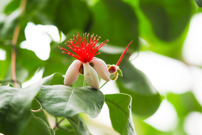 Acca sellowiana或Feijoa花