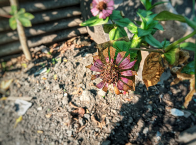 Zinnia花