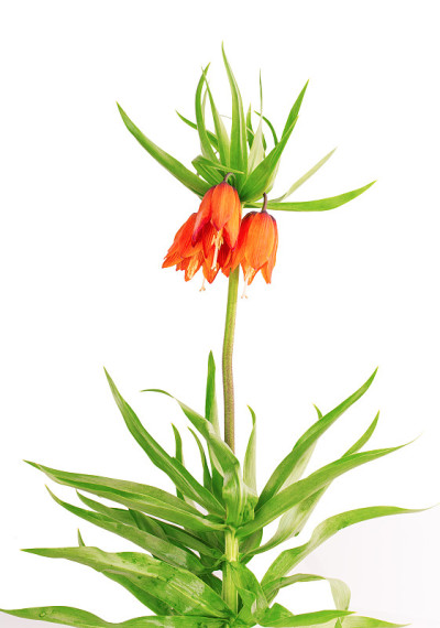 花皇冠