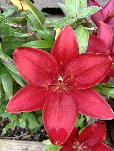 百合停电花