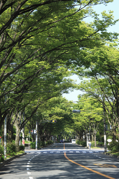 Keyaki-Dori