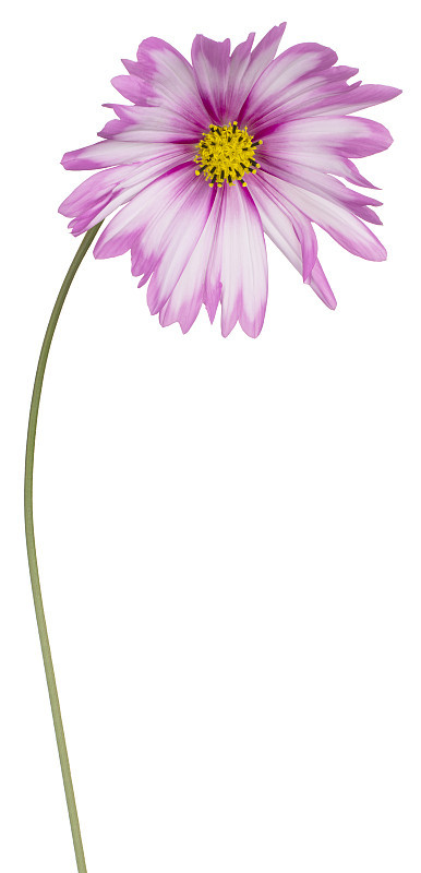 花孤立