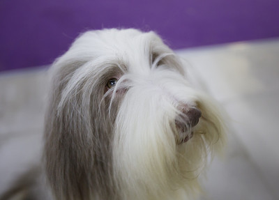 狗古代长须牧羊犬