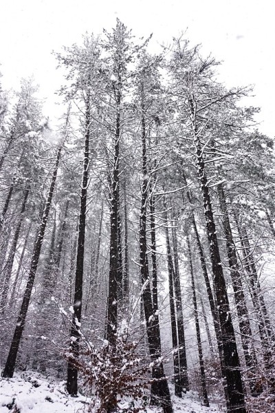 冬天树上的雪