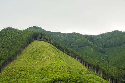 林业
