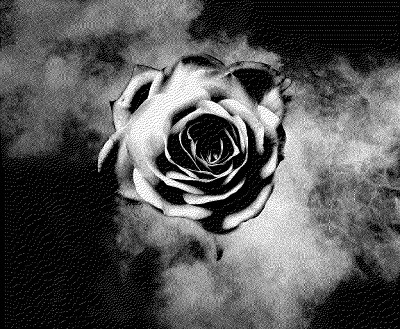 玫瑰花