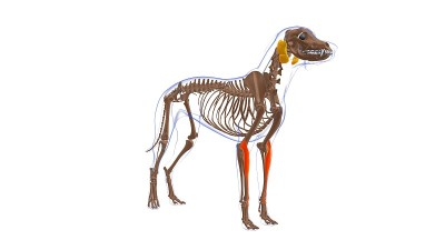 桡侧腕伸肌犬肌解剖医学概念3D