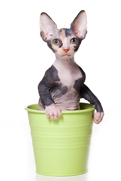 斯芬克斯小猫坐在锅里(孤立在白色上)