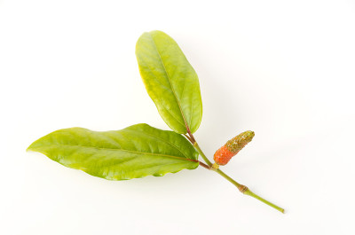 皮帕苏，爪哇龙椒，逆行胡椒，白底草本植物，