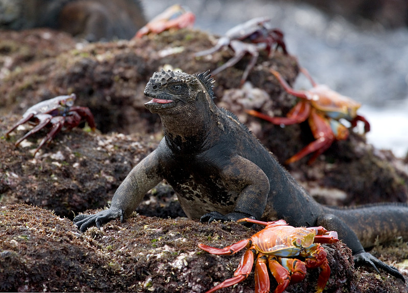 Marine iguanas are sitting on the stones together 