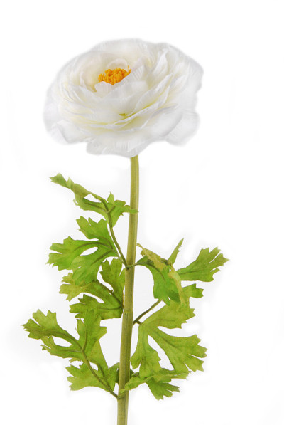 Rununculus毛茛白花孤立