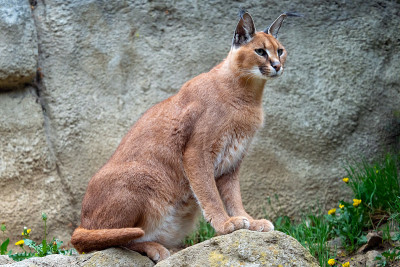 成年野生野猫野猫或非洲猞猁