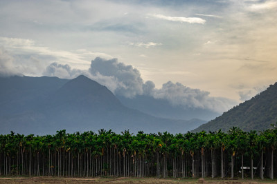 绿树成荫的山林背景
