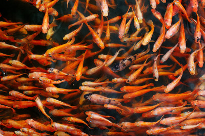 Small red carp in the lake water. Natural backgrou