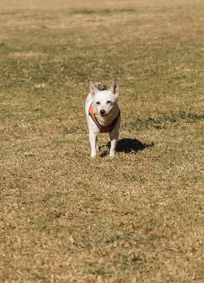 老杰克罗素犬