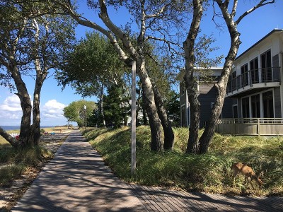 纽约火岛木板路上的鹿。