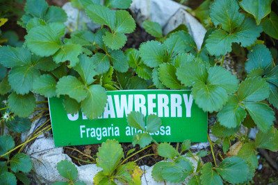 喀拉拉邦的Fragaria ananassa植物