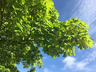 2018年5月，小梧桐树开花