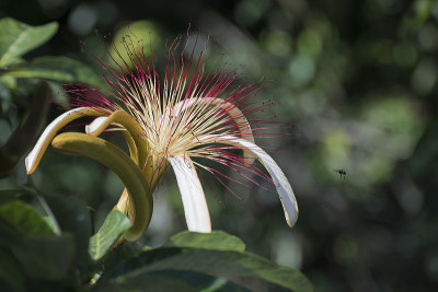 Pachira