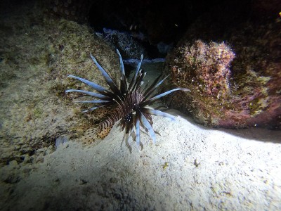 博内尔内衣裤、暗礁和海洋生物