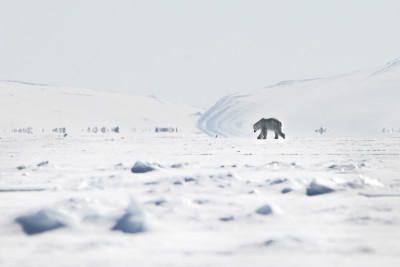 Fata Mortgana和Polar Bear