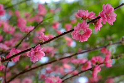 春天的桃花