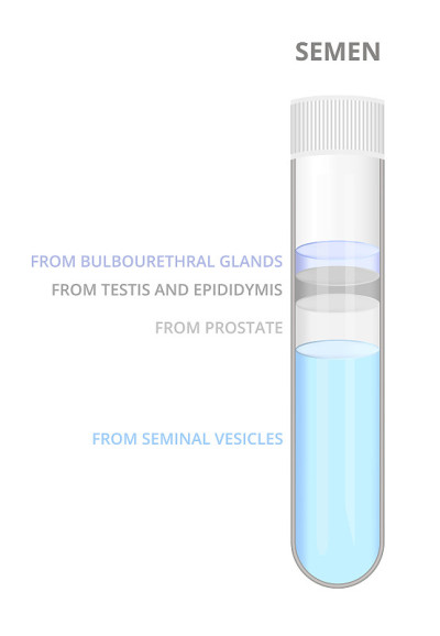 Semen or sperm composition, the composition of sem