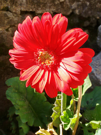 红色非洲菊