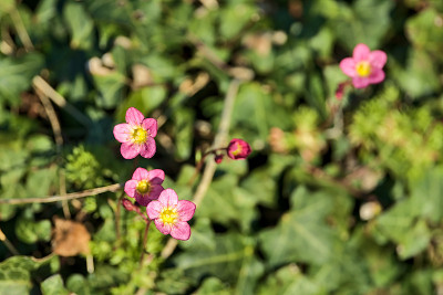 近距离模糊的小五瓣粉红色野生天竺葵(天竺葵maculatum)花黄色中心生长在巴利哥鲁斯路，巴利哥鲁