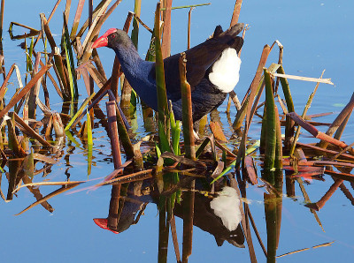 紫色Swamphen