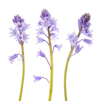 蓝铃花