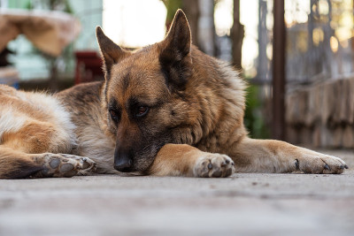 德国牧羊犬近距离观察面部。